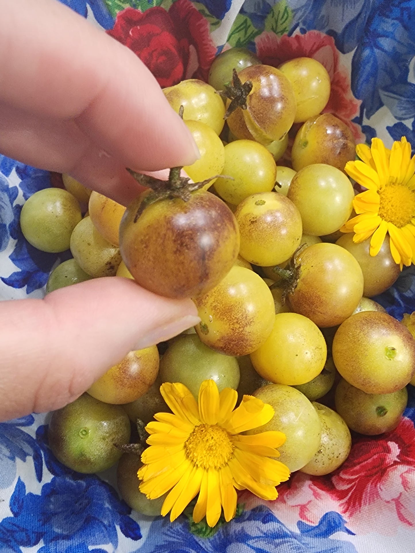 Amethyst Cream Yellow & Purple Cherry Tomato Seeds