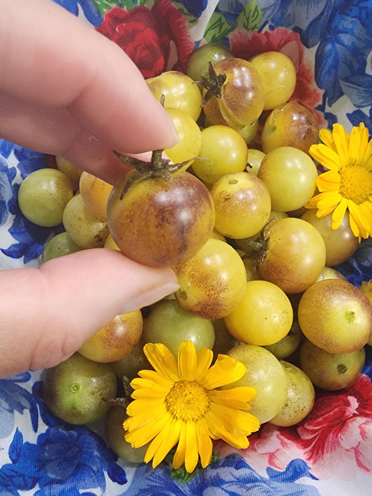 Amethyst Cream Yellow & Purple Cherry Tomato Seeds
