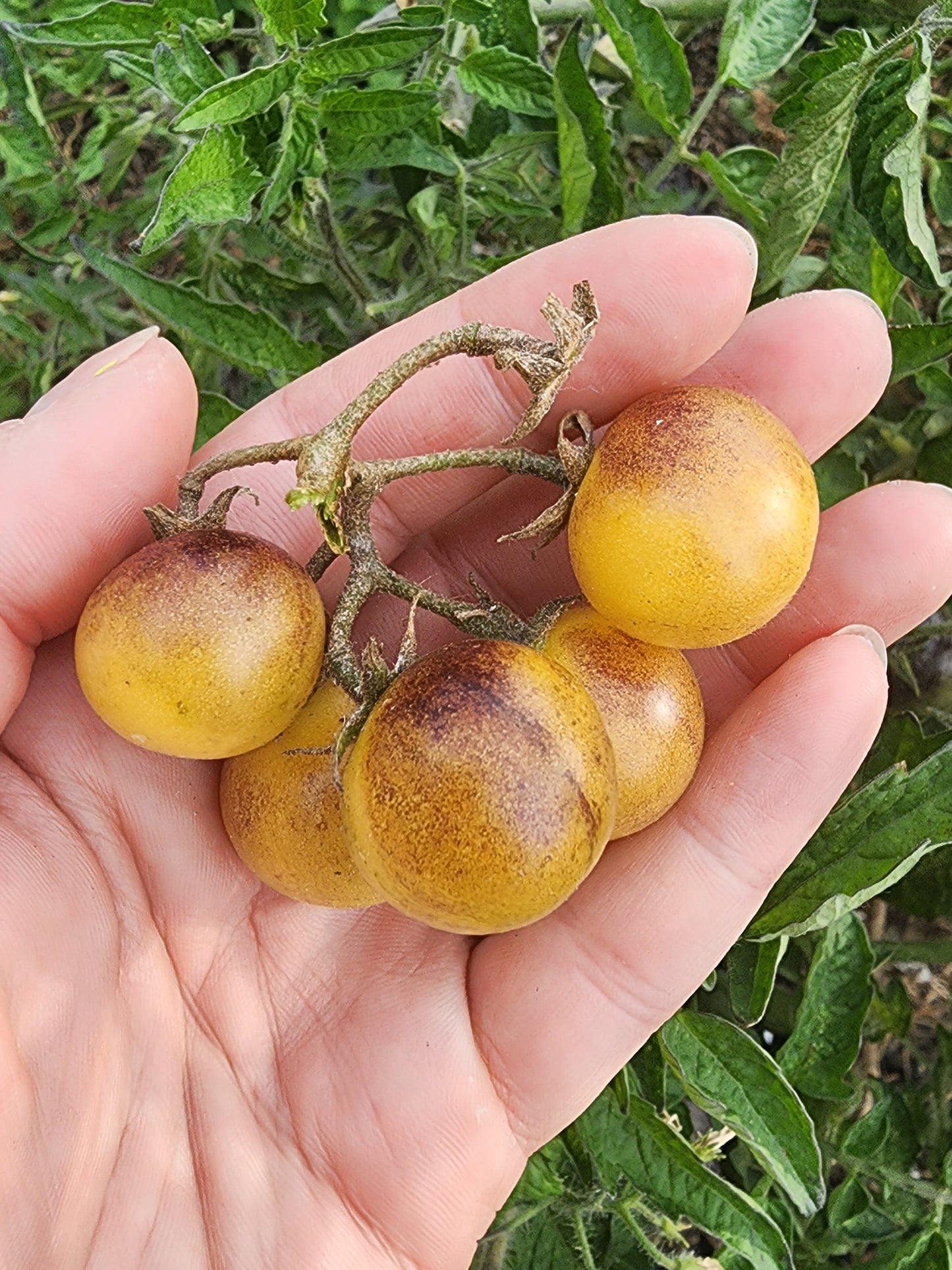 Amethyst Cream Yellow & Purple Cherry Tomato Seeds
