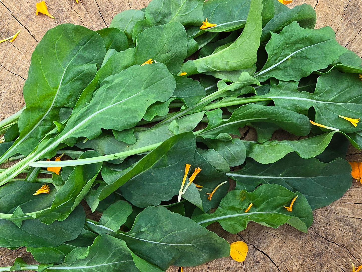 Arugula Mustard Greens/Herb Seeds