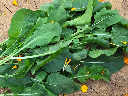 Arugula Mustard Greens/Herb Seeds