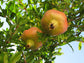 Azadi Pomegranate Fruit Tree Self-Fertile LIVE PLANT