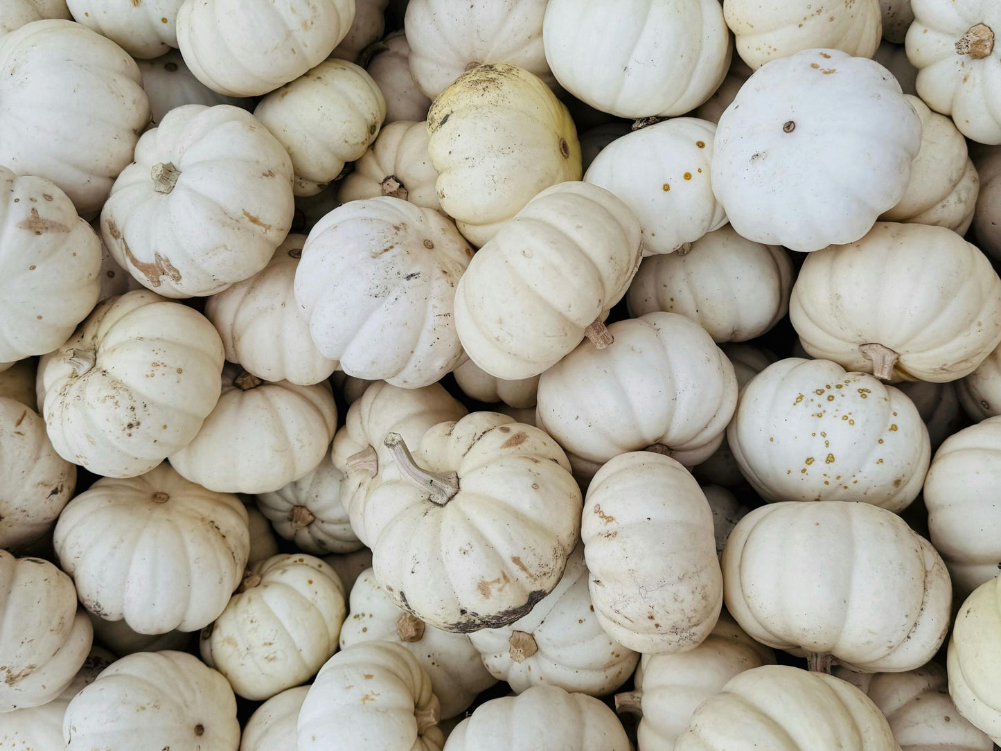Baby Boo Mini White Pumpkin Seeds