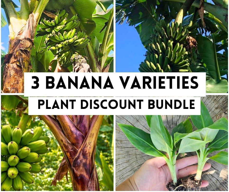 Plant Bundle Discount - 1 each Gran Nain, Lacatan, & Red Trunk Popoulu Banana Starter LIVE Plants