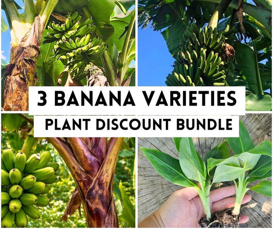Plant Bundle Discount - 1 each Gran Nain, Lacatan, & Red Trunk Popoulu Banana Starter LIVE Plants