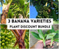 Plant Bundle Discount - 1 each Gran Nain, Lacatan, & Red Trunk Popoulu Banana Starter LIVE Plants