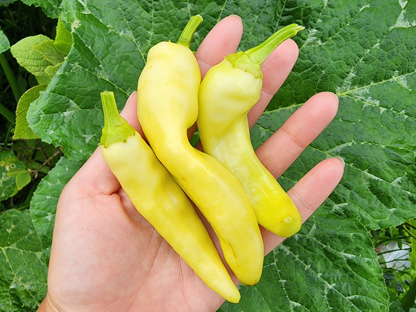 Banana Sweet Wax Pepper Seeds