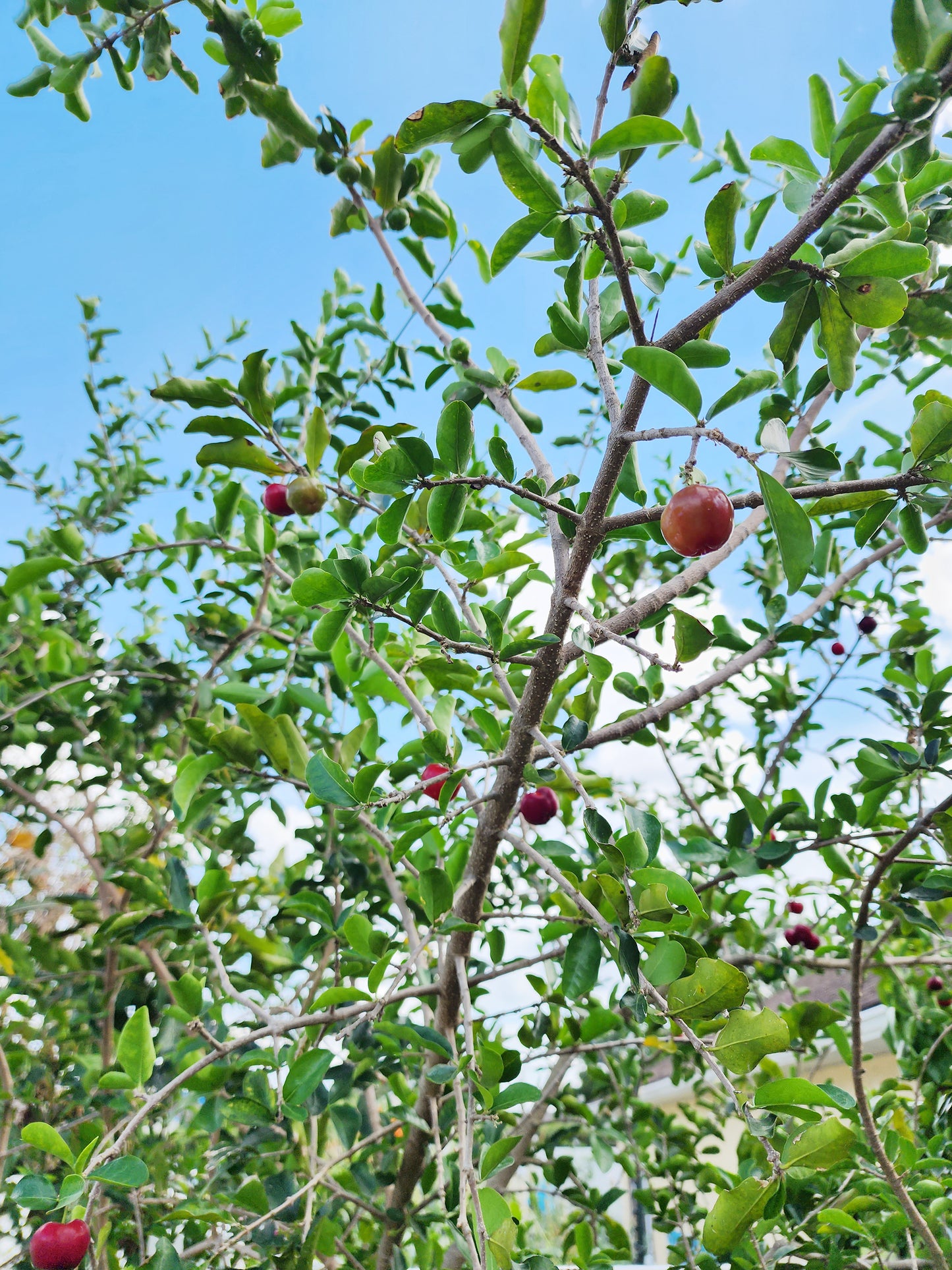 Barbados Cherry LIVE Fruit Tree