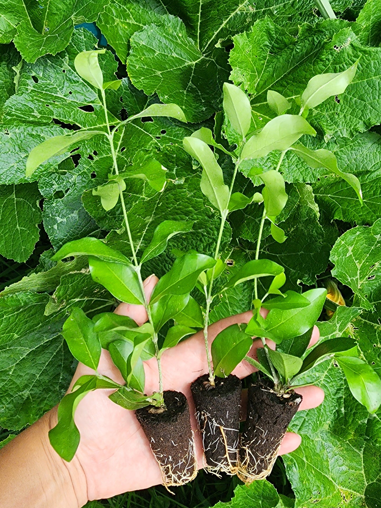 Barbados Cherry LIVE Fruit Tree
