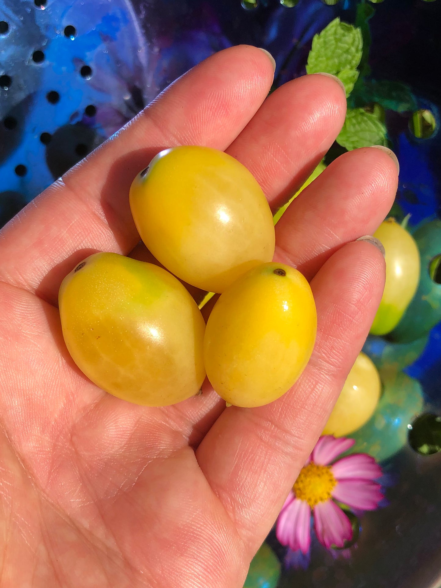 Barry's Crazy Cherry Tomato Seeds