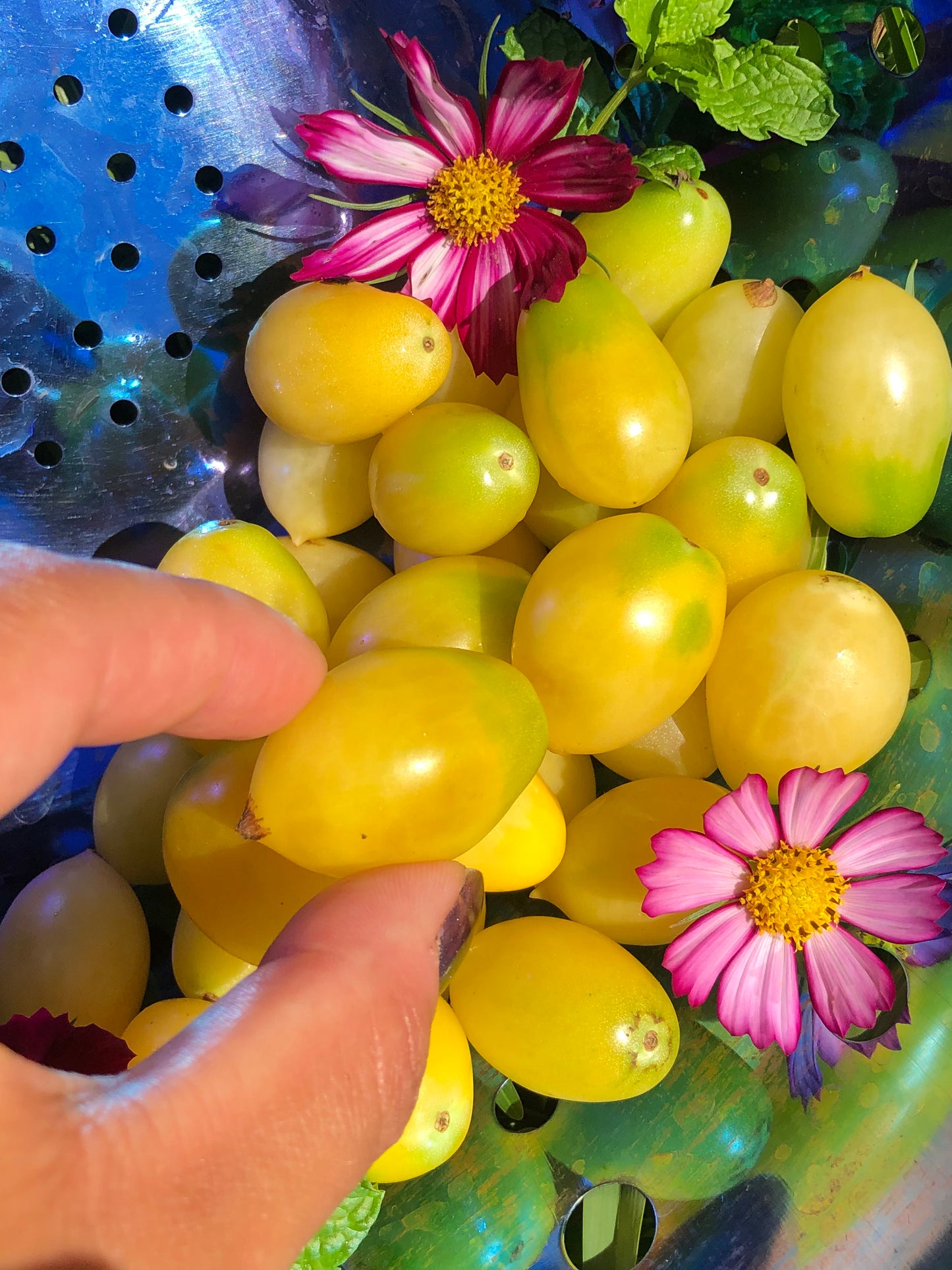 Barry's Crazy Cherry Tomato Seeds