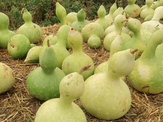 Birdhouse Bottle Gourd Seeds