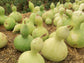 Birdhouse Bottle Gourd Seeds