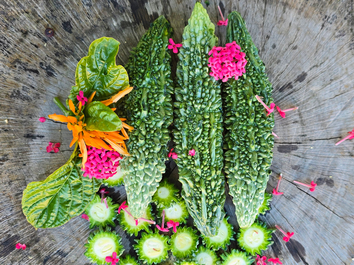 Futo Spindle Bitter Melon Seeds