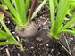 Black Spanish Round Radish Seeds