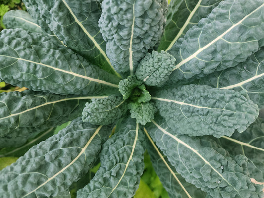 Black Magic Kale Seeds