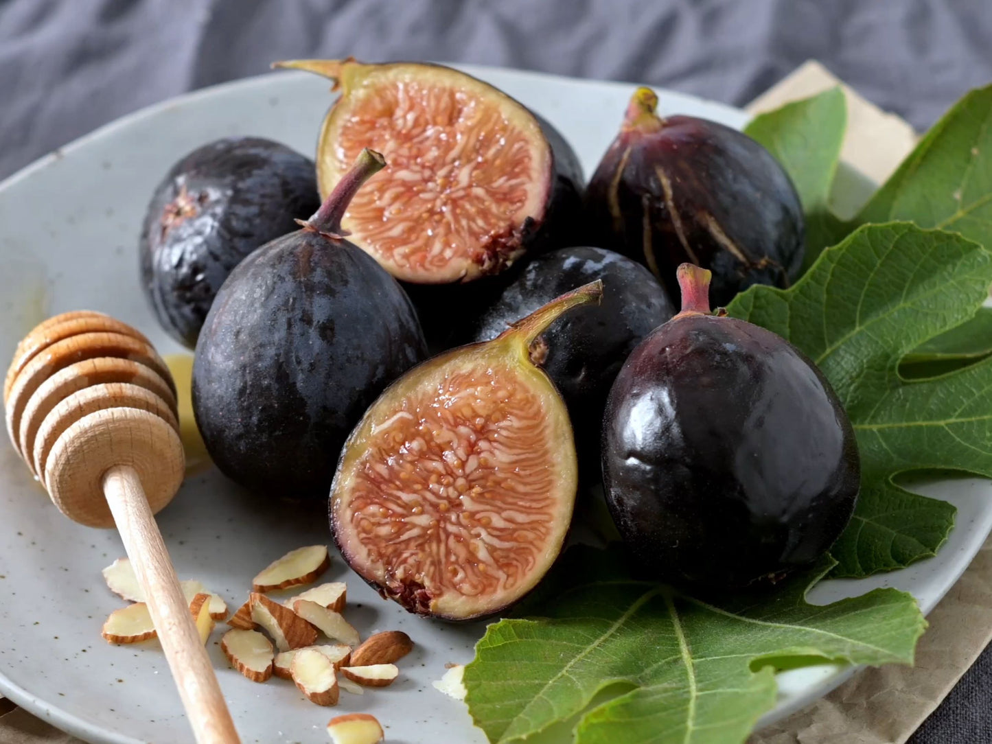 Black Mission Fig Self Fertile LIVE Fruit Tree Plant