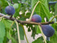 Black Mission Fig Self Fertile LIVE Fruit Tree Plant