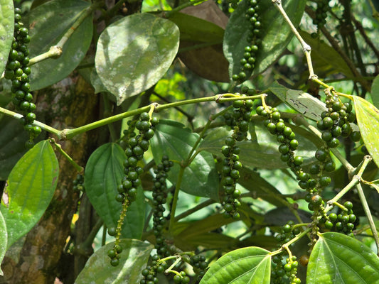 Black Pepper Vine Cutting LIVE Plant