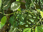 Black Pepper Vine Cutting LIVE Plant