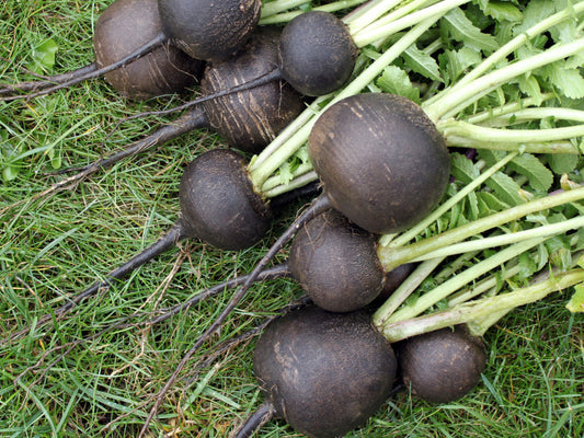 Black Spanish Round Radish Seeds