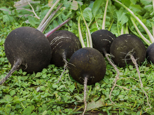 Black Spanish Round Radish Seeds