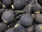 Black Spanish Round Radish Seeds