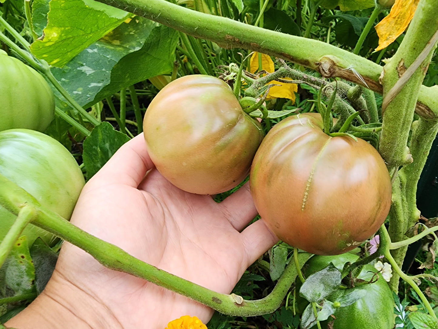 Black Sea Man Tomato Seeds