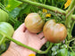 Black Sea Man Tomato Seeds