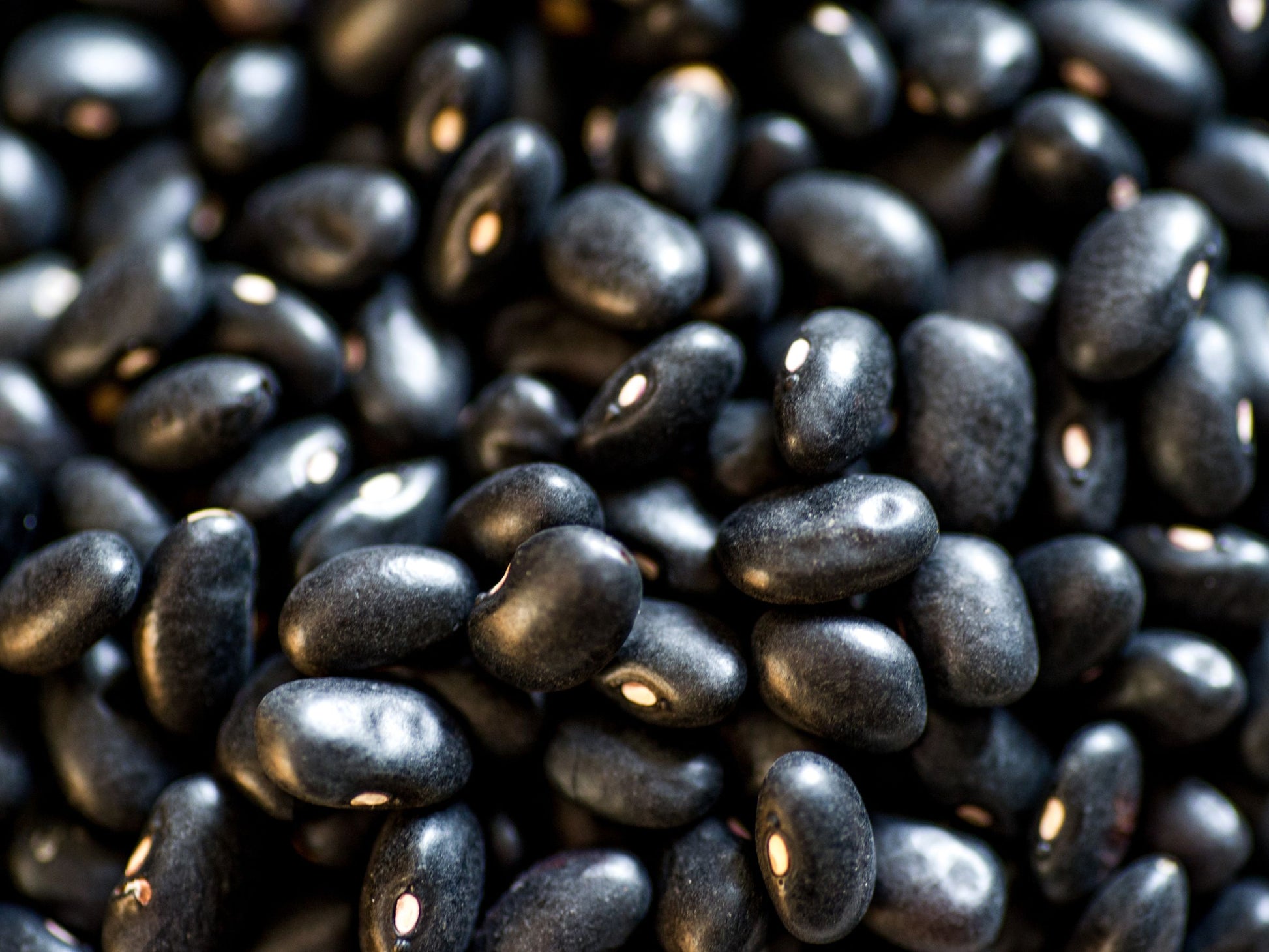 black garden seeds Black Turtle Bean Seeds – Heirloom Dry Beans – Jerra's Garden