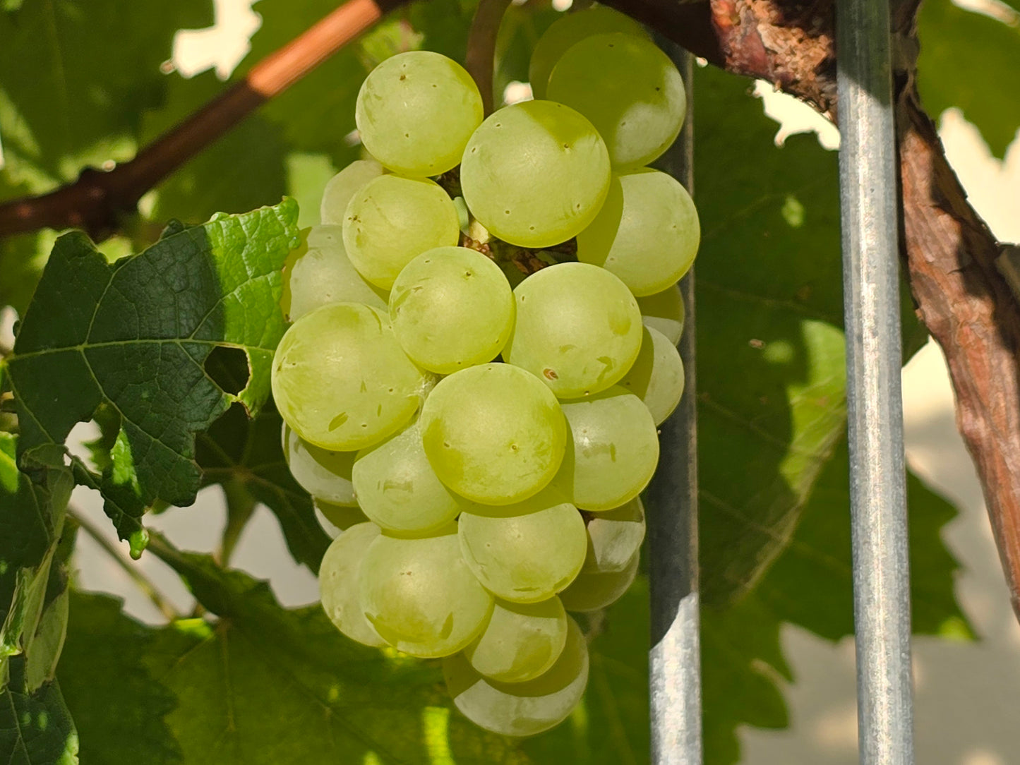 Blanc Du Bois Grape LIVE Perennial Starter Plant