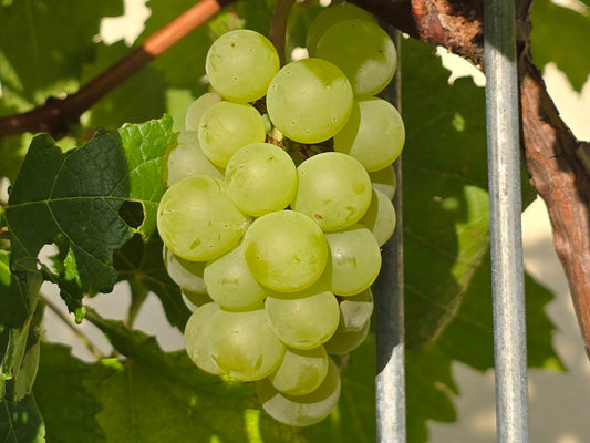 Blanc Du Bois Grape LIVE Perennial Starter Plant