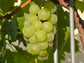 Blanc Du Bois Grape LIVE Perennial Starter Plant