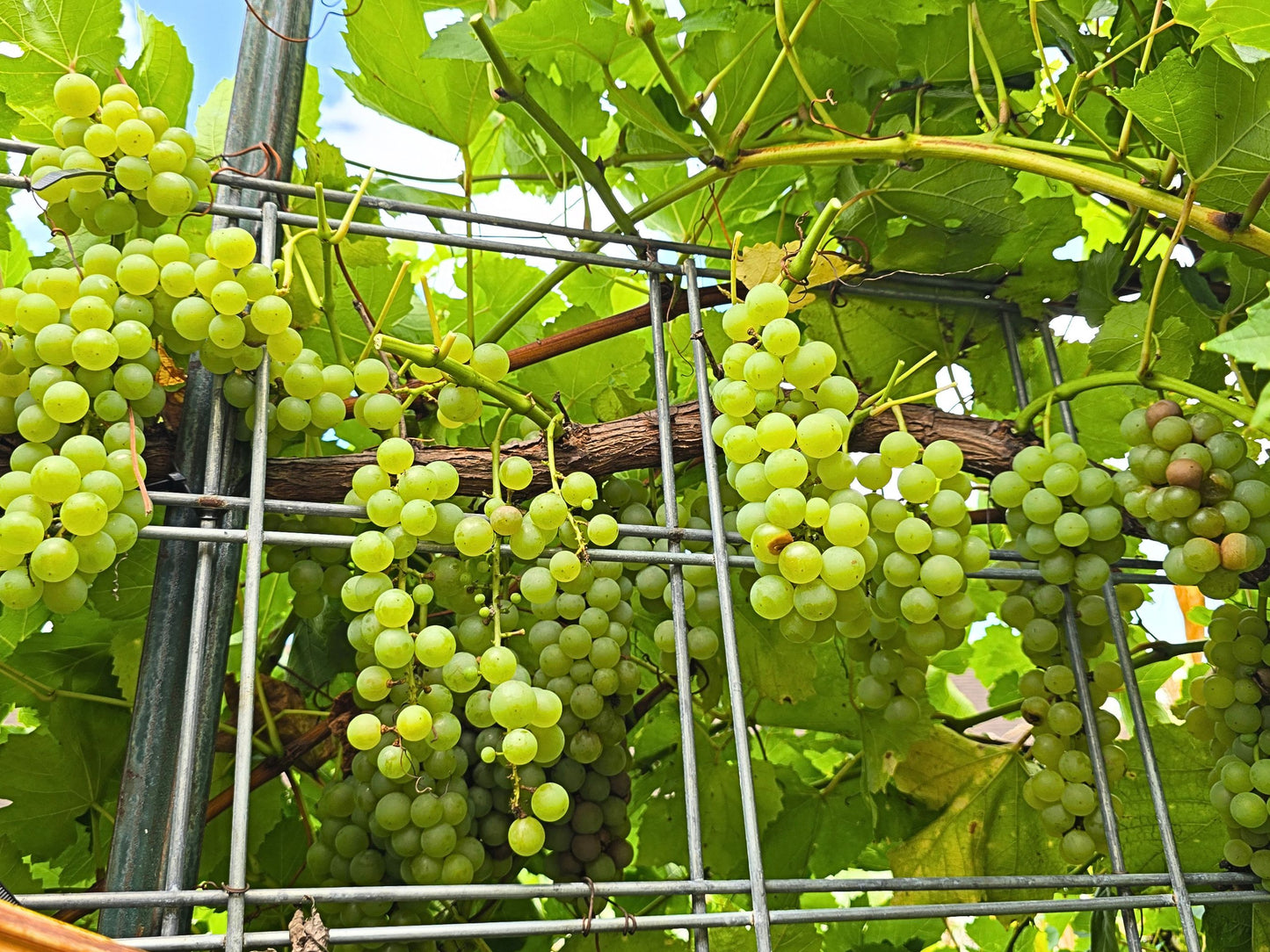 Blanc Du Bois Grape LIVE Perennial Starter Plant