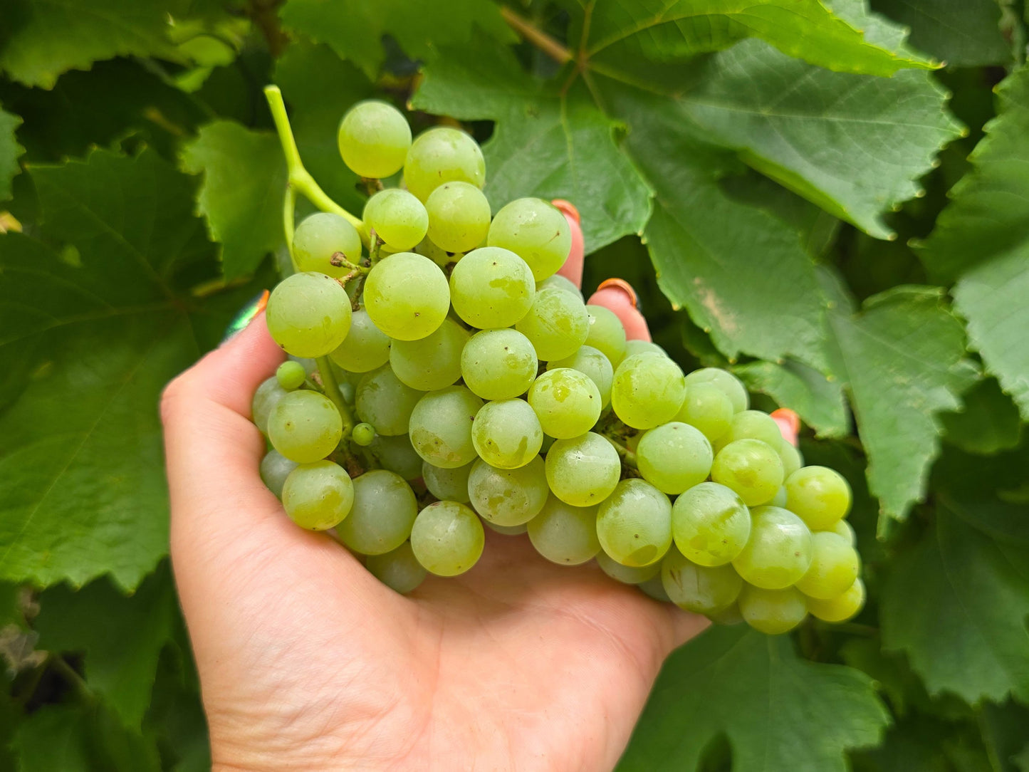 Blanc Du Bois Grape LIVE Perennial Starter Plant