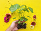 Blanc Du Bois Grape LIVE Perennial Starter Plant