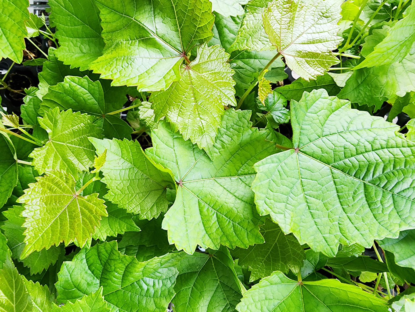 Blanc Du Bois Grape LIVE Perennial Starter Plant