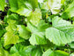 Blanc Du Bois Grape LIVE Perennial Starter Plant