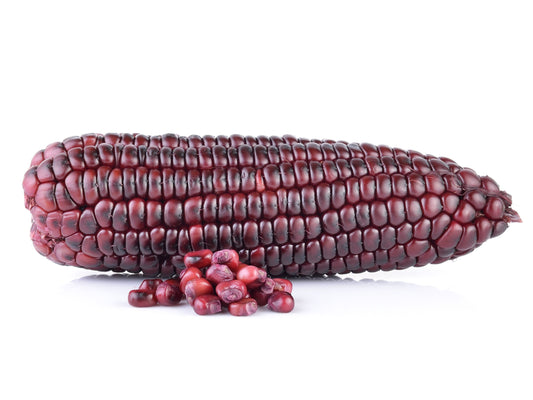 Bloody Butcher Dent Corn Seeds
