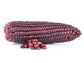 Bloody Butcher Dent Corn Seeds