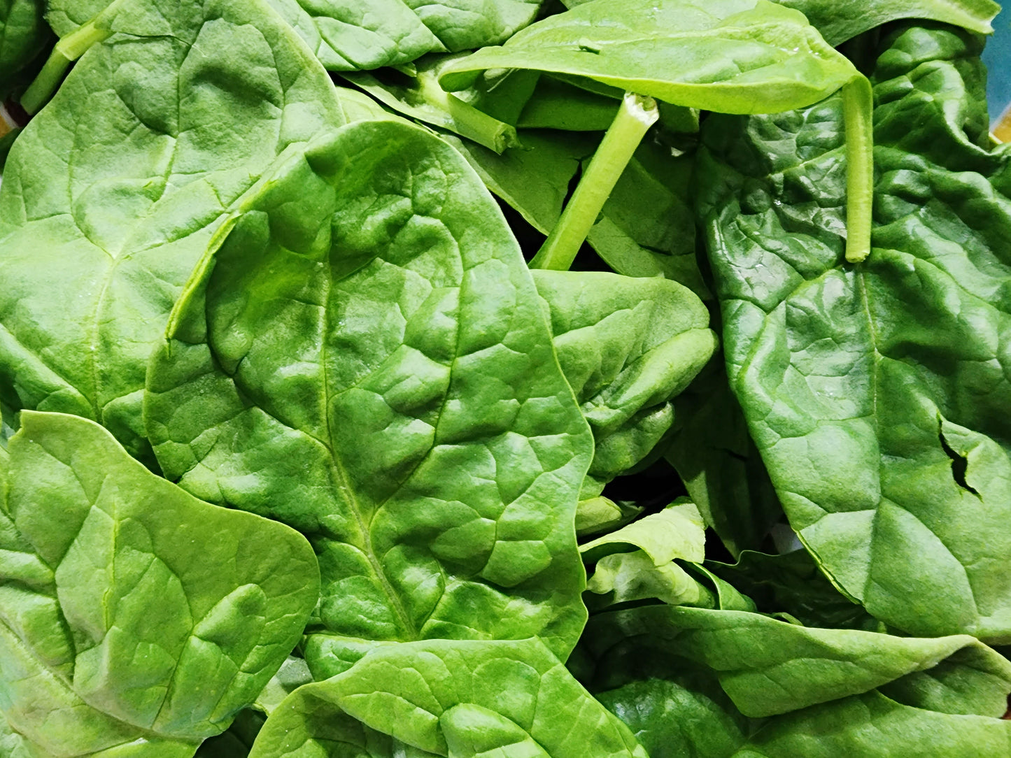 Bloomsdale Long Standing Spinach Seeds
