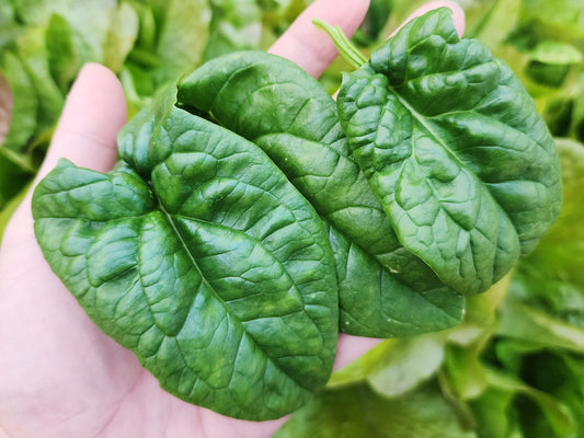 Bloomsdale Long Standing Spinach Seeds