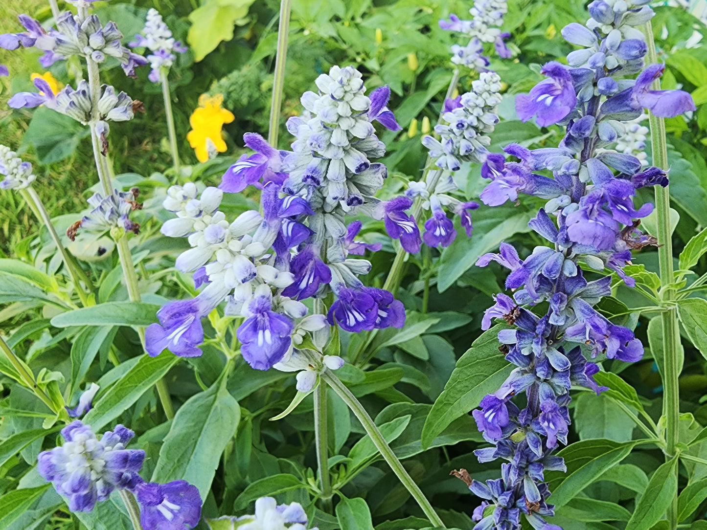 Blue Sage Salvia Flower Seeds