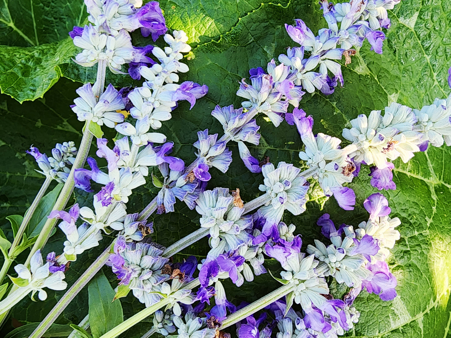 Blue Sage Salvia Flower Seeds
