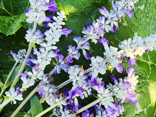 Blue Sage Salvia Flower Seeds