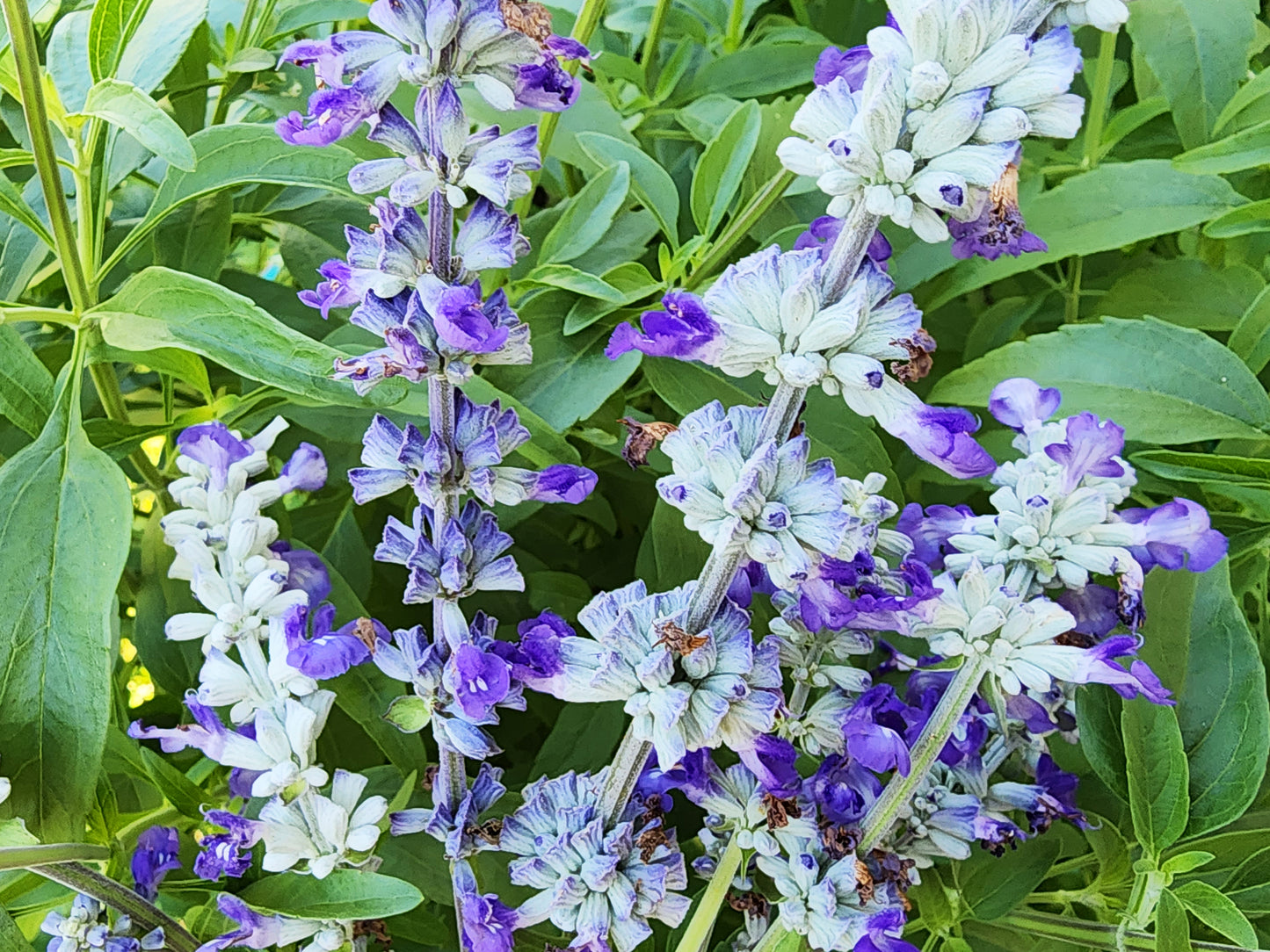 Blue Sage Salvia Flower Seeds
