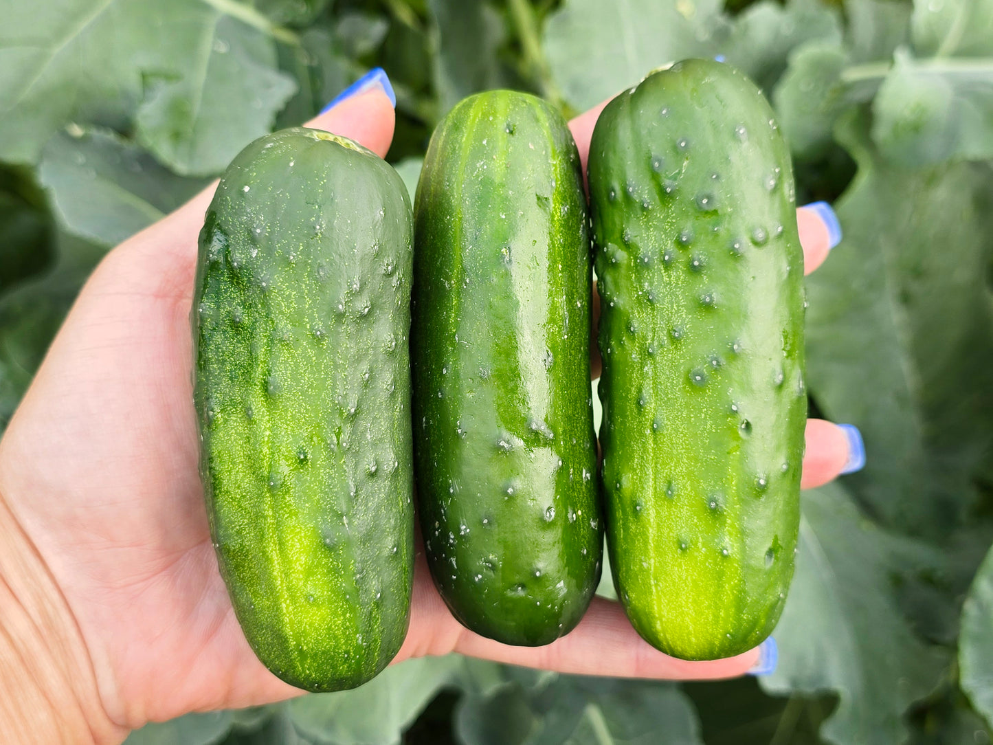 Boston Pickling Cucumber Seeds