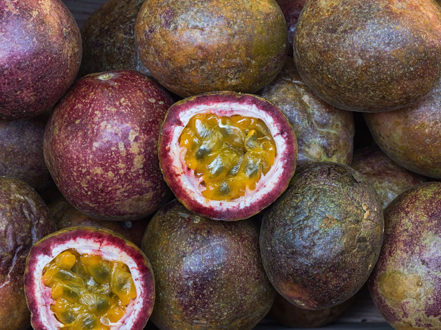 Bounty Purple Passion Fruit LIVE Starter Plant