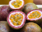 Bounty Purple Passion Fruit LIVE Starter Plant