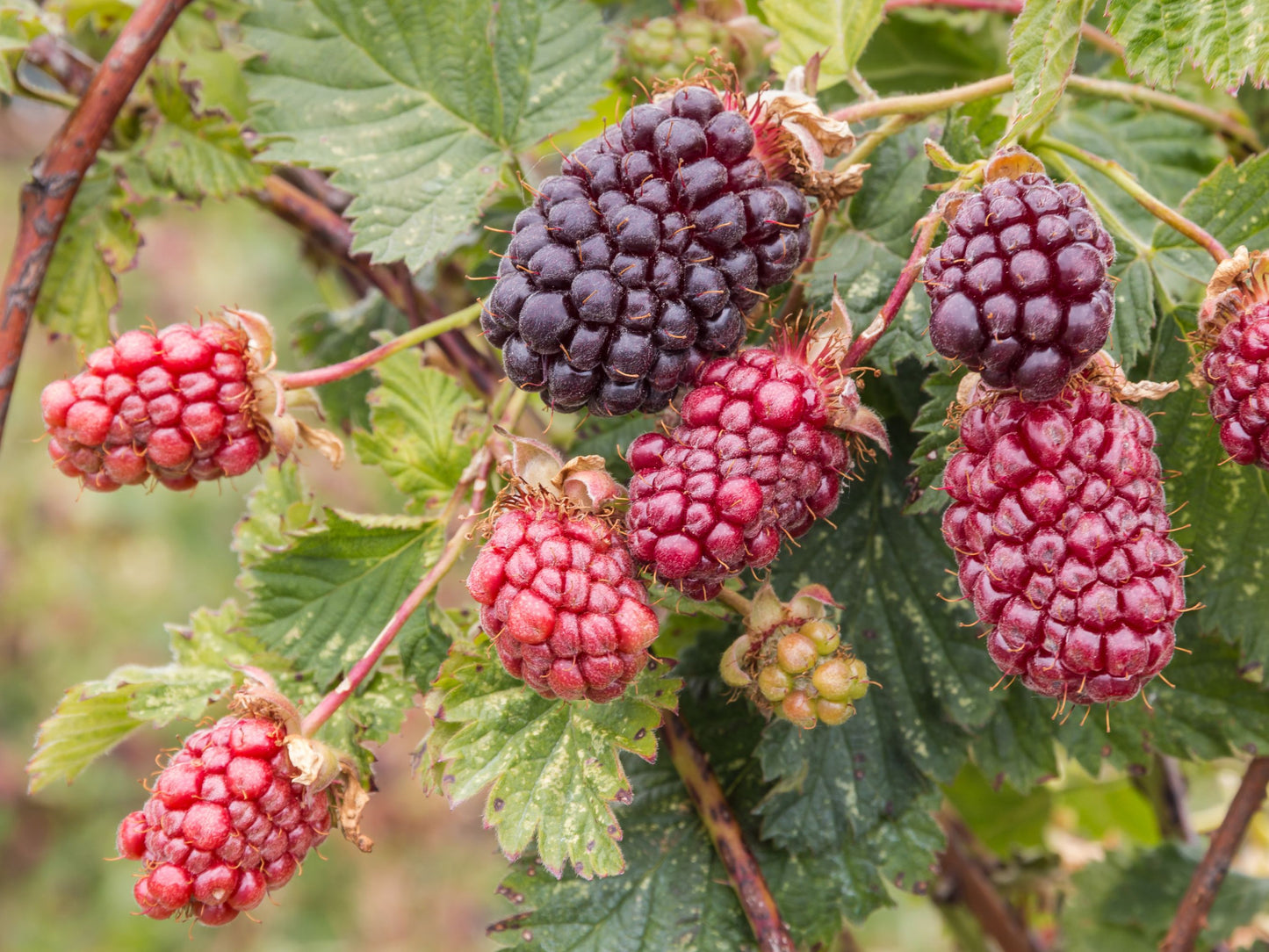 Live Boysenberry Plant
